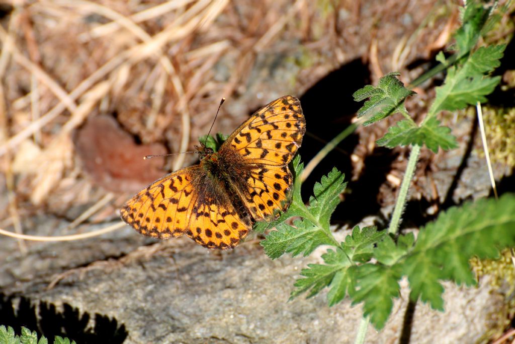 Argynnis? No, Boloria (Clossiana) euphrosyne